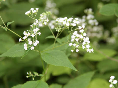 Image of white snakeroot