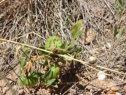 Physalis pumila var. hispida (Waterf.) J. R. Sullivan的圖片