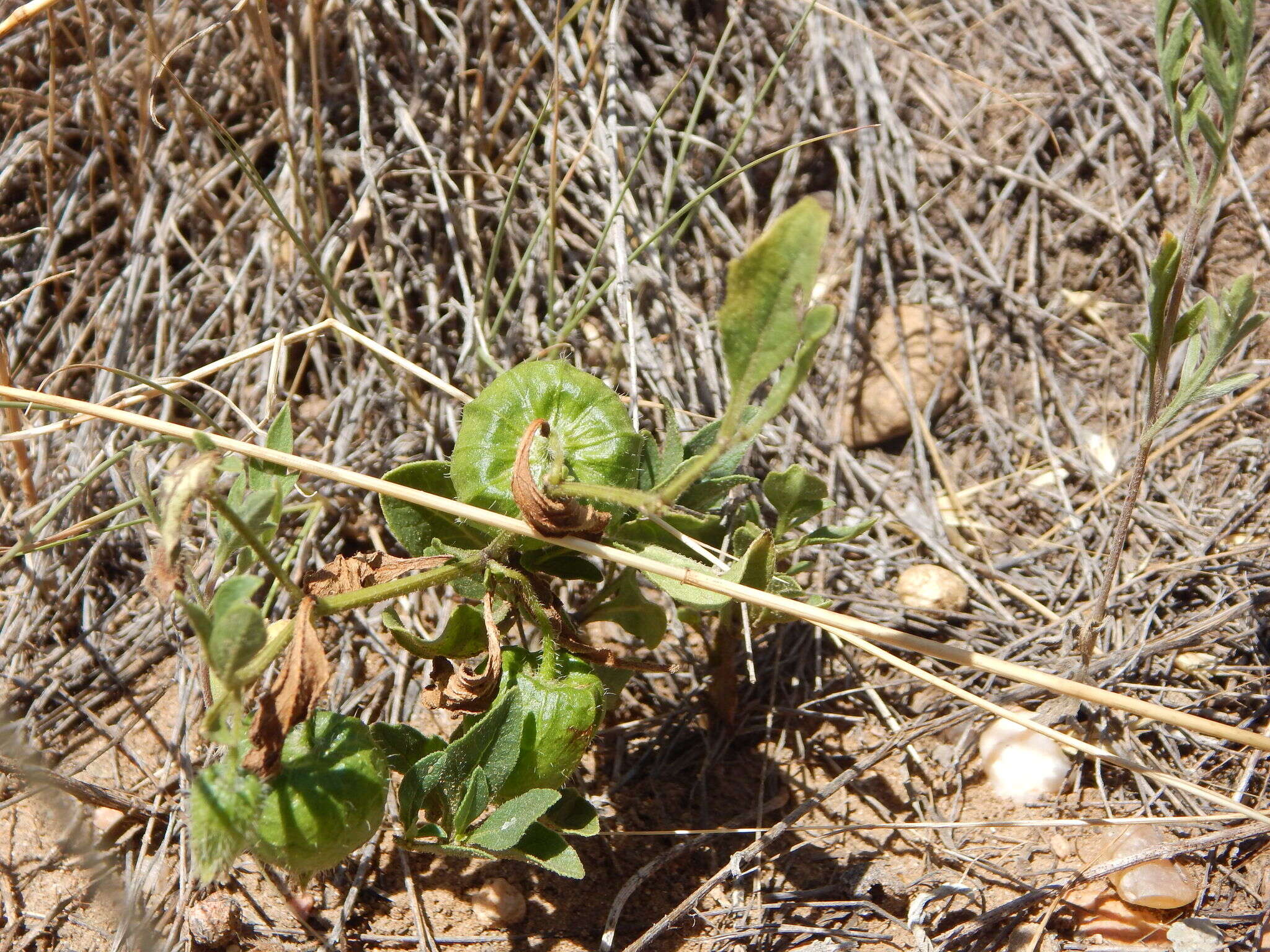 Image de Physalis pumila var. hispida (Waterf.) J. R. Sullivan