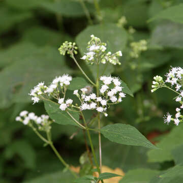 Image of white snakeroot