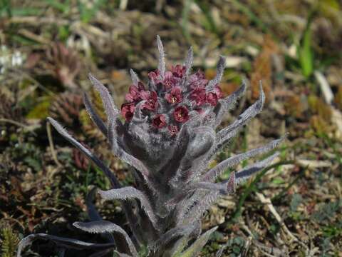 Cynoglossum magellense Ten.的圖片