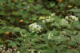 Imagem de Ageratina altissima (L.) R. King & H. Rob.