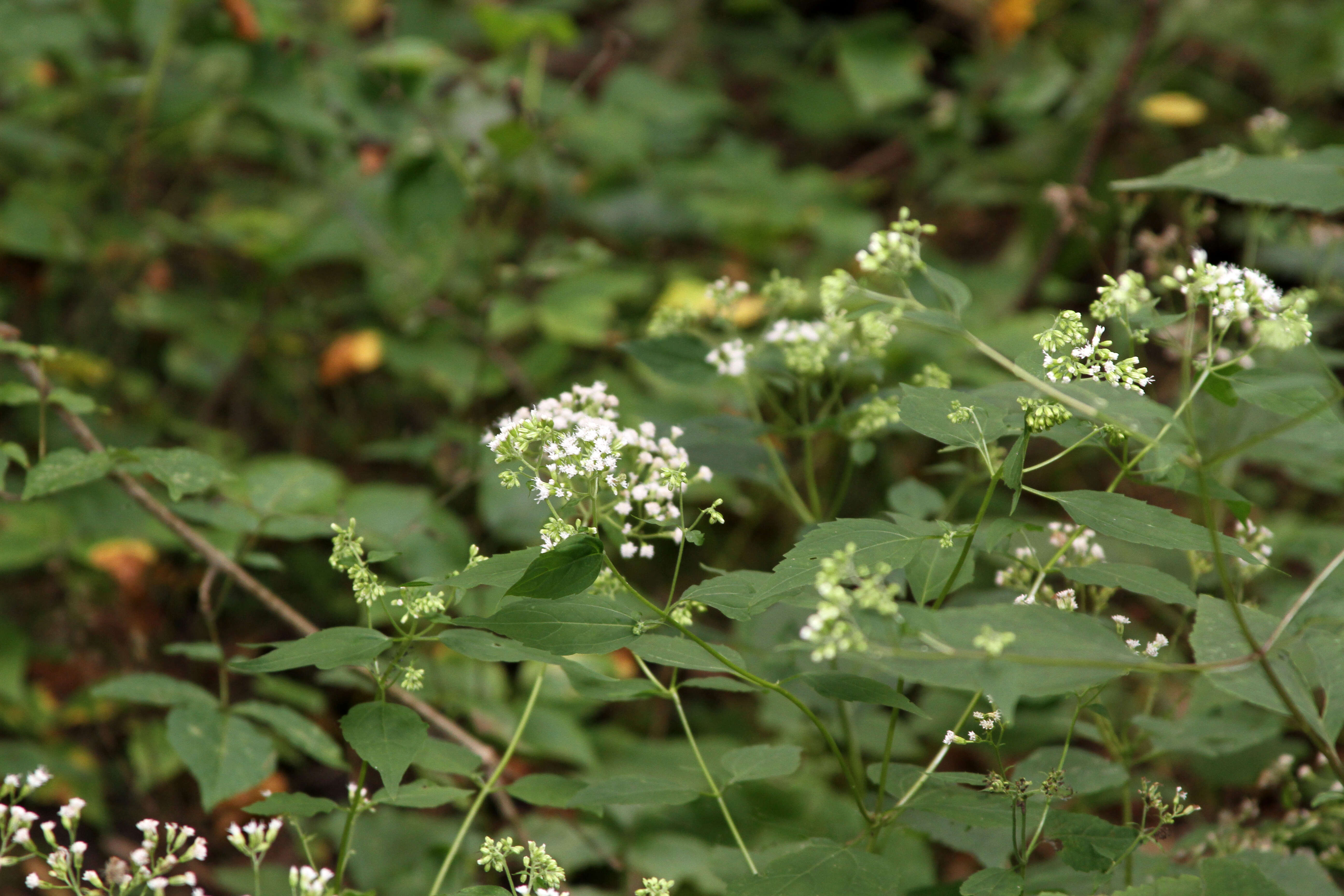 Image of white snakeroot