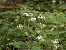 Plancia ëd Ageratina altissima (L.) R. King & H. Rob.