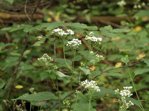 Image of white snakeroot