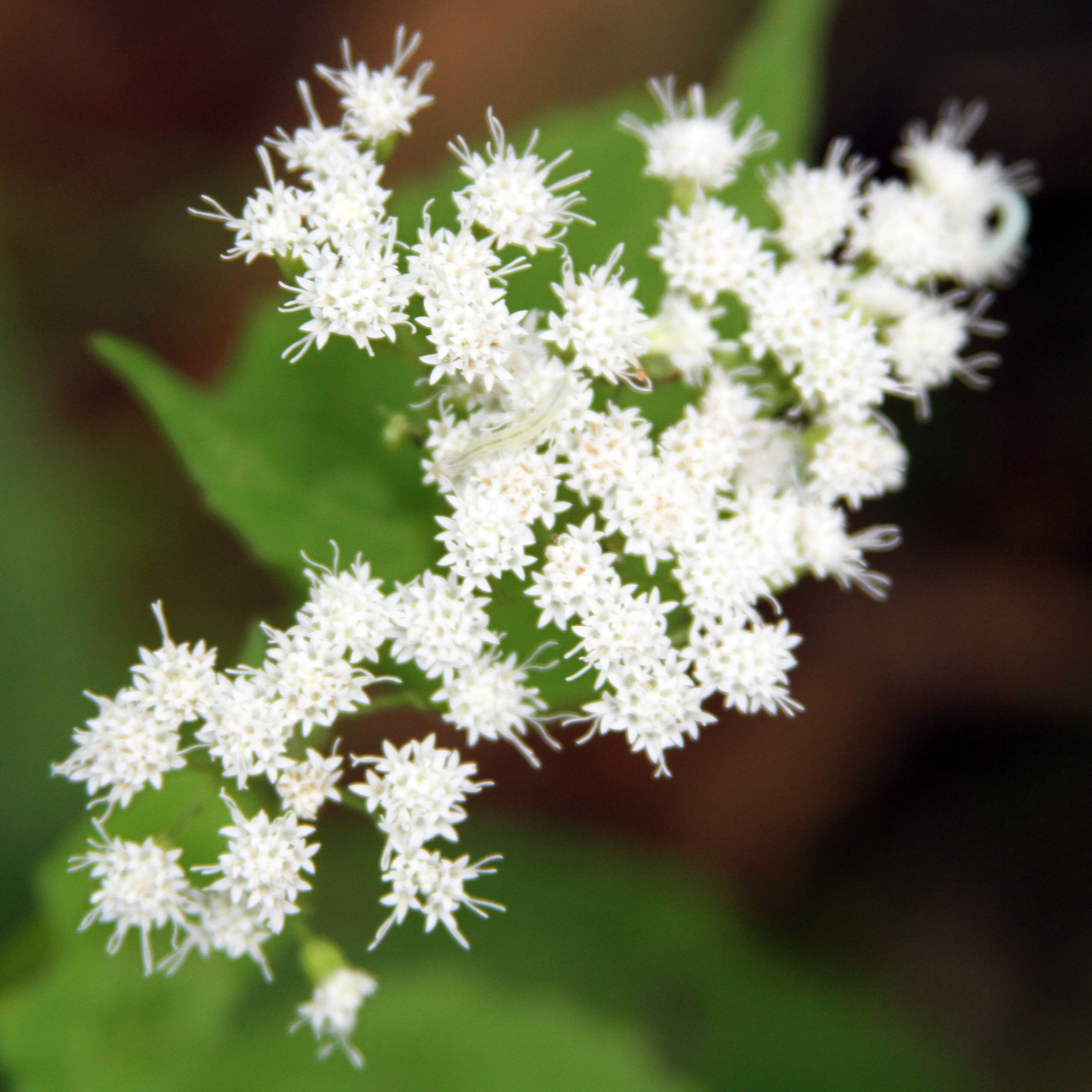 Plancia ëd Ageratina altissima (L.) R. King & H. Rob.