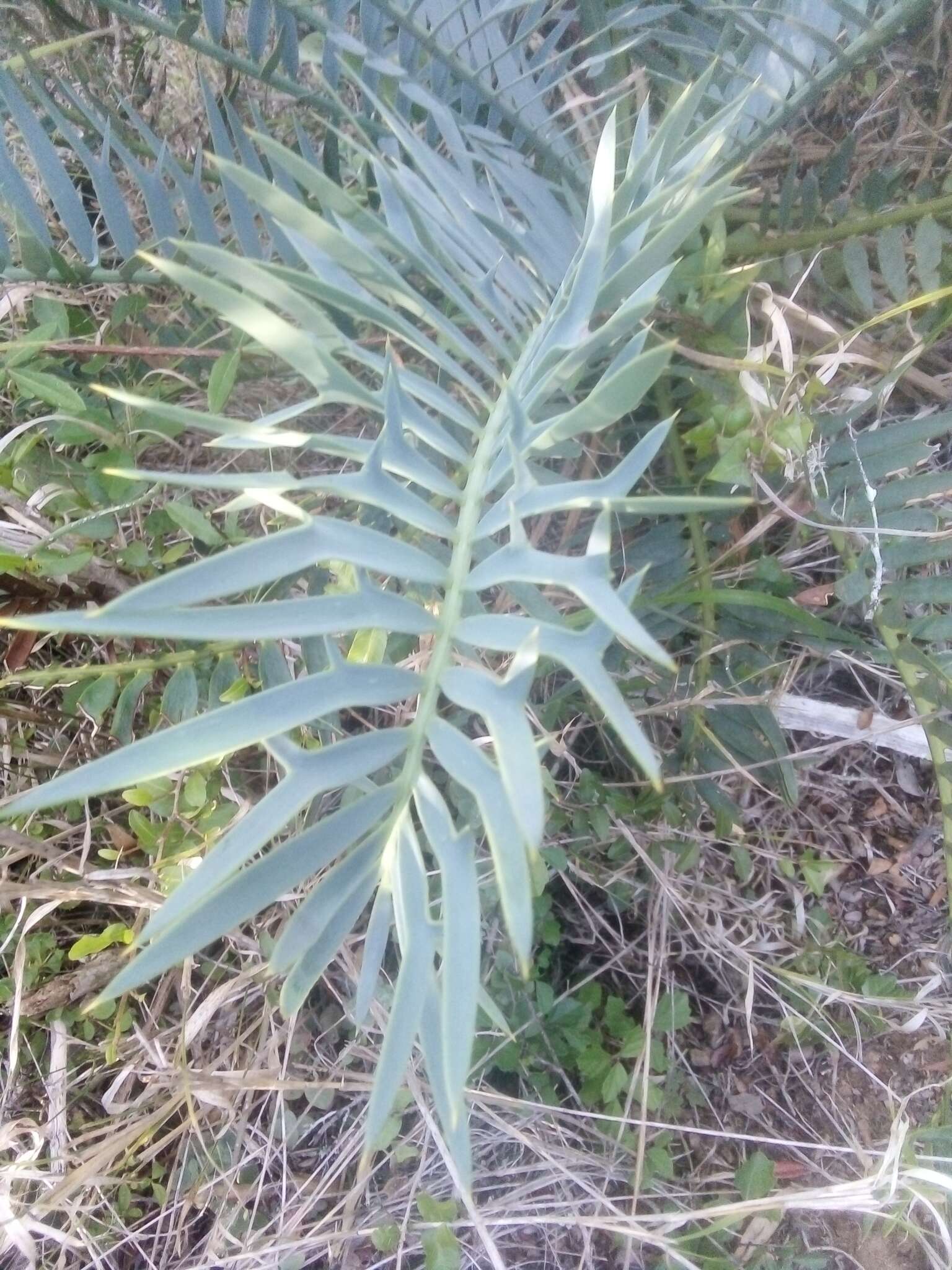 Image of Bushman's River Cycad