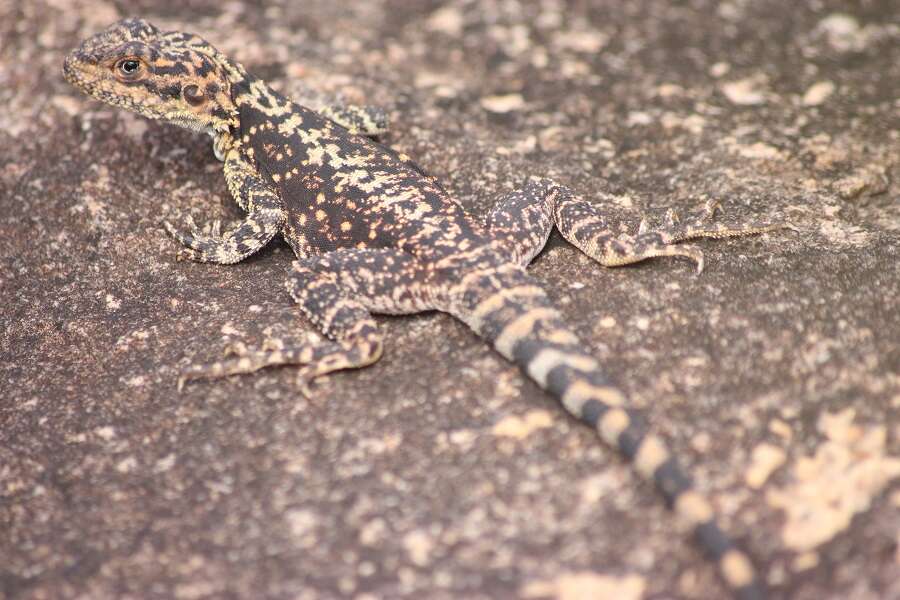 Image of Ornate Crevice-dragon