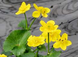 Ranunculus longirostris Godr.的圖片