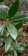 Sivun Cinchona lancifolia Mutis kuva
