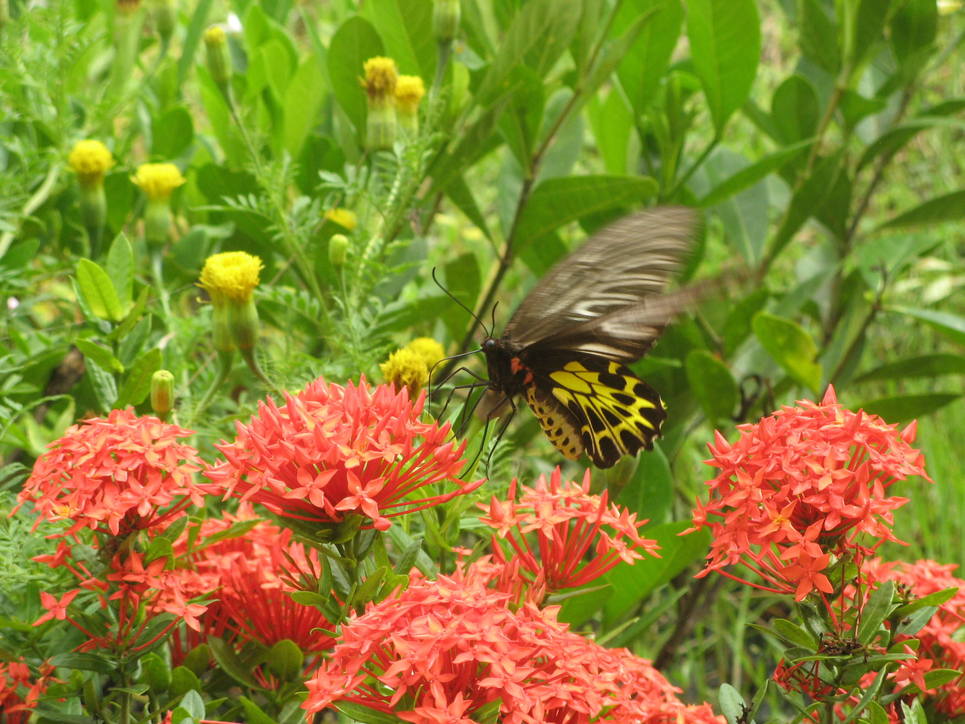 Image of Golden Birdwing Butterfly