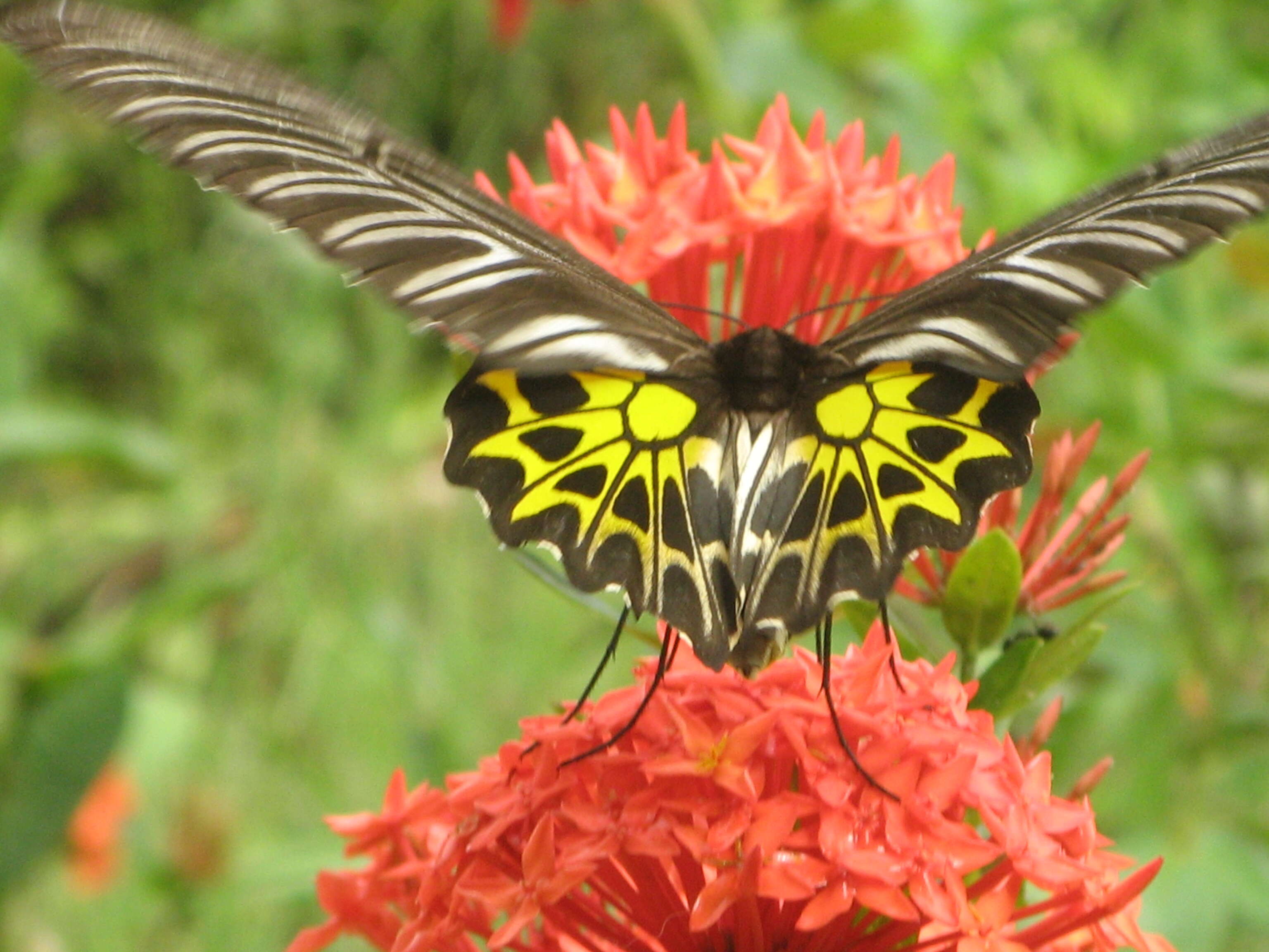 Image of Troides aeacus (Felder & Felder 1860)