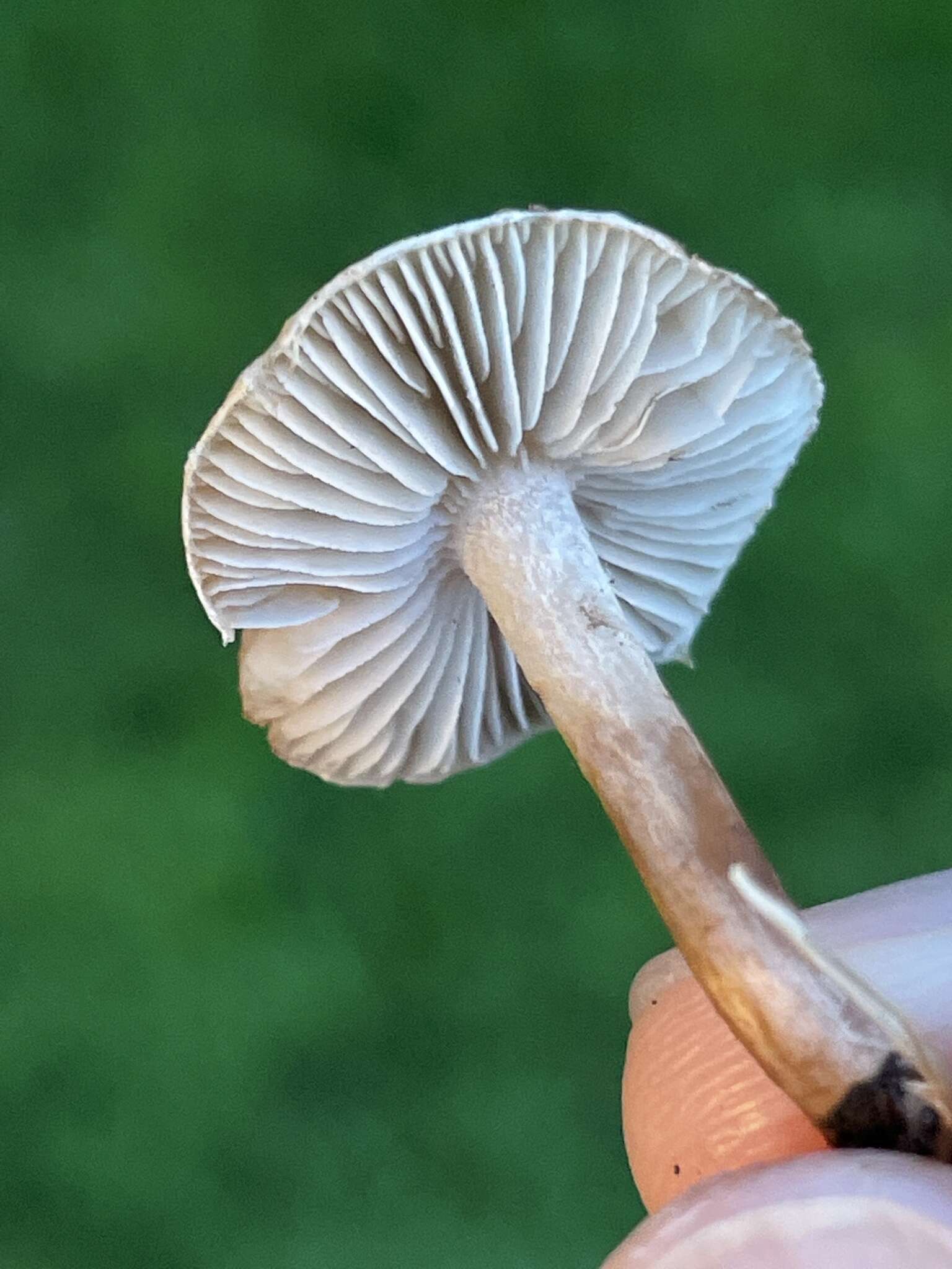 Image of Inocybe curvipes P. Karst. 1890