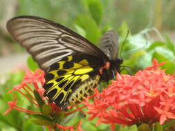 Image of Golden Birdwing Butterfly