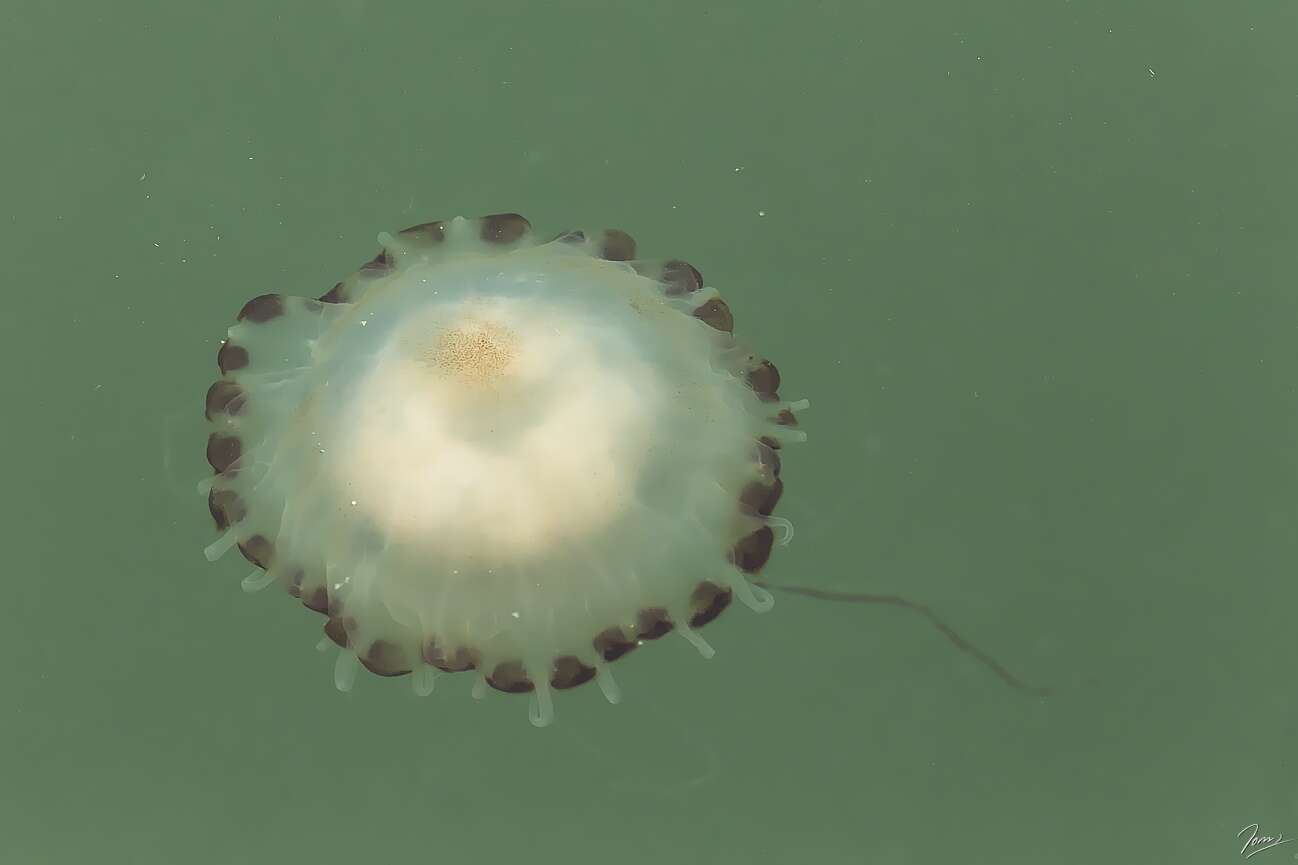 Image of Compass jellyfish