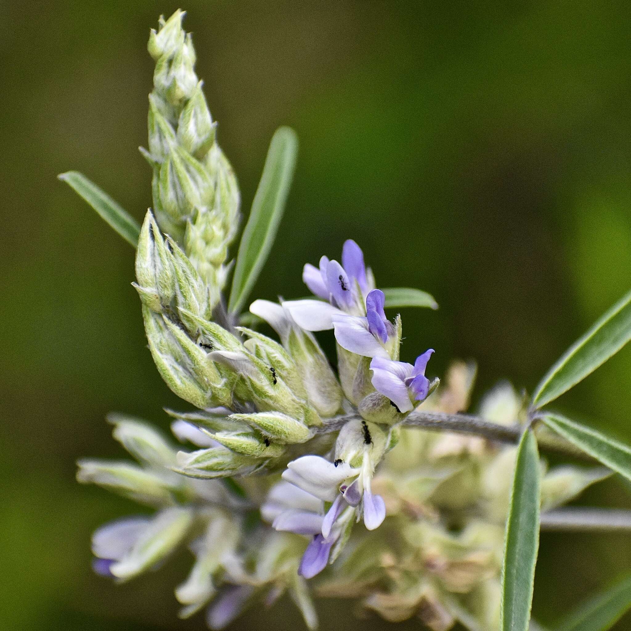 Imagem de Psoralea cyphocalyx A. Gray