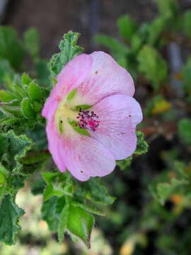 Image of Anisodontea scabrosa (L.) D. M. Bates