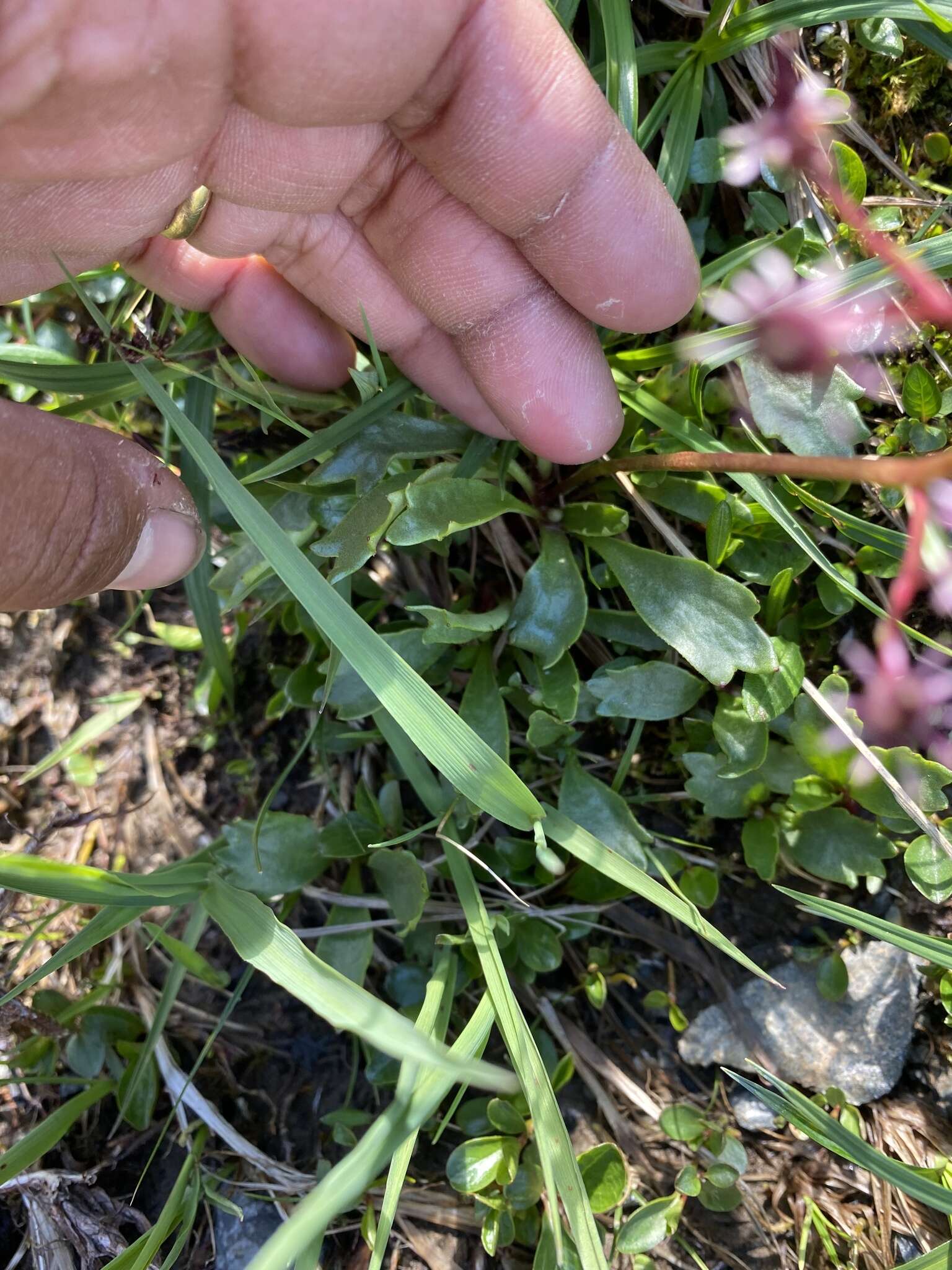 Image of Alaska saxifrage