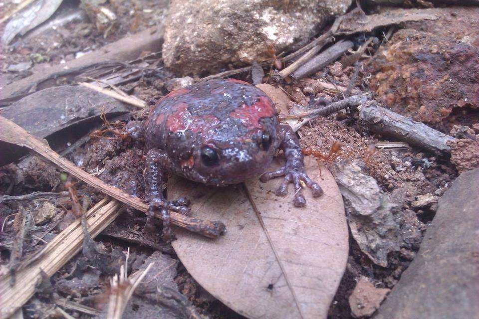 Image of Sri Lankan Bullfrog