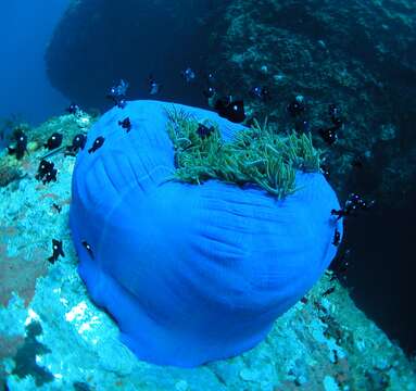 Image of Bulb-Tip Anemone