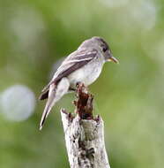 Image of Eastern Wood Pewee