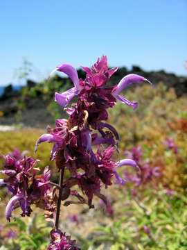 صورة Salvia canariensis L.