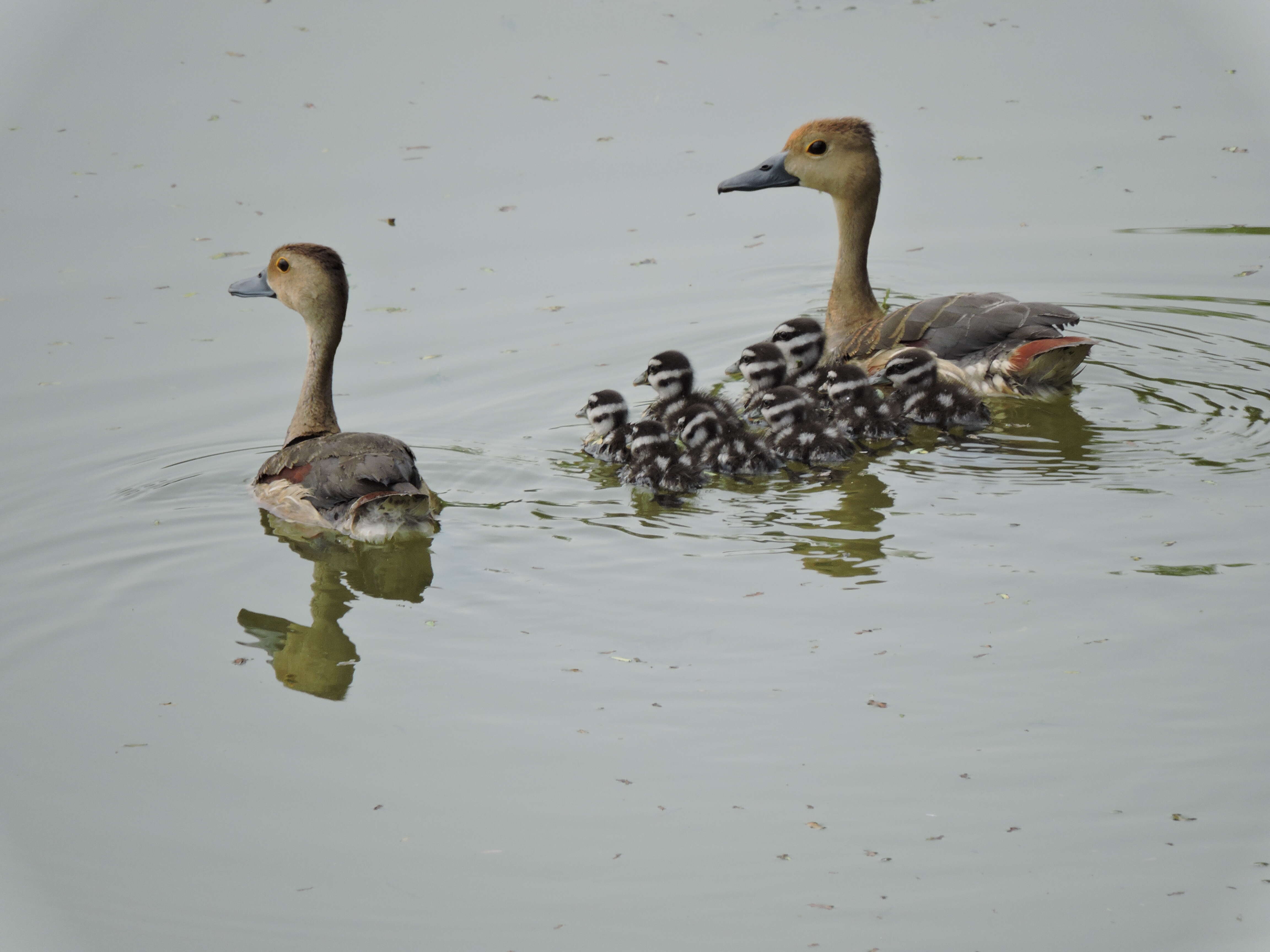 Image of Lesser Whistling Duck