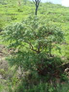 Image of Bursera multijuga Engl.