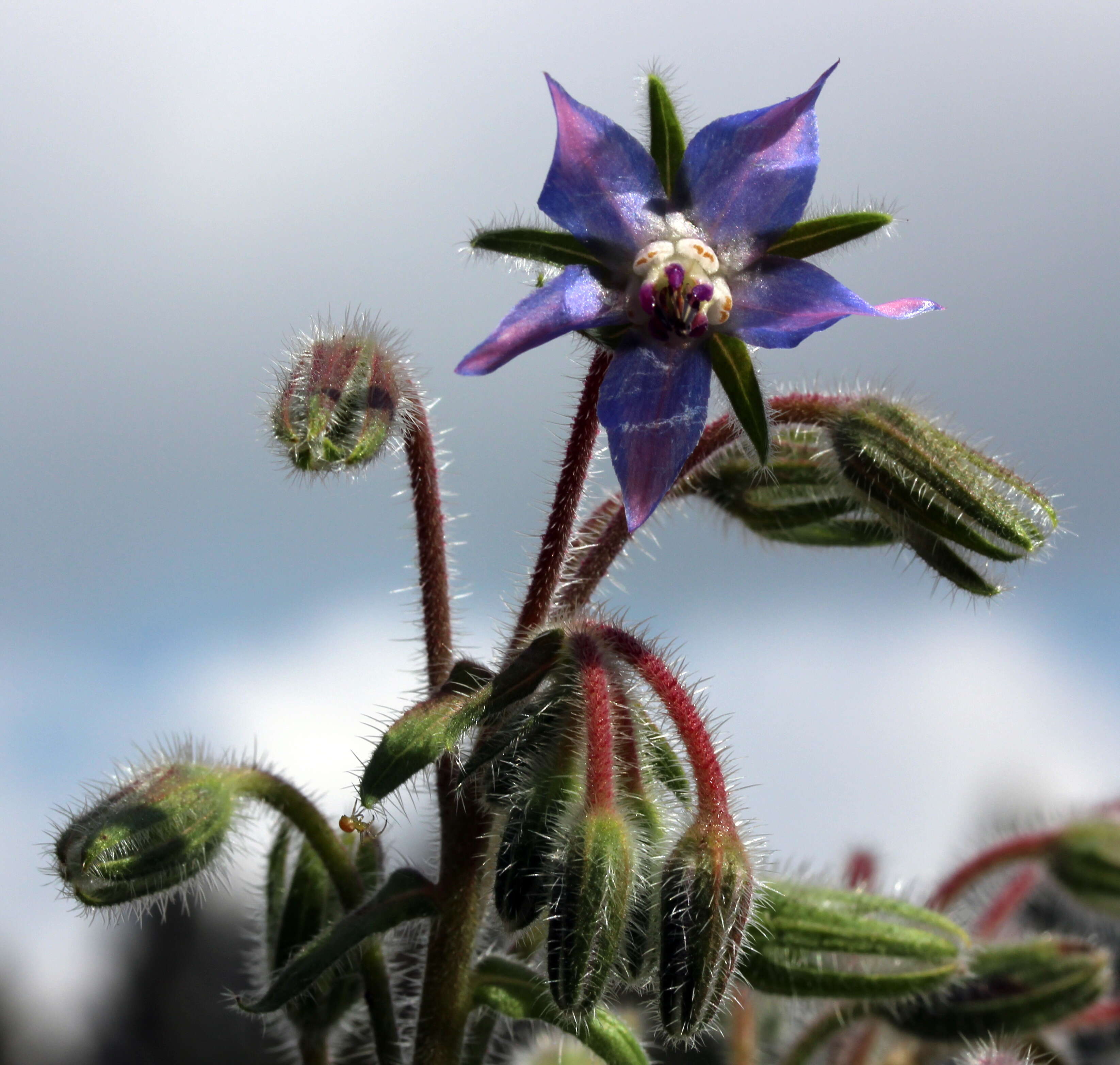 Image of borage