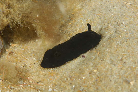 Image of Dendrodoris arborescens (Collingwood 1881)