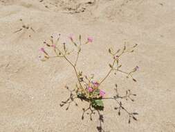 Image of broad-leaf gilia