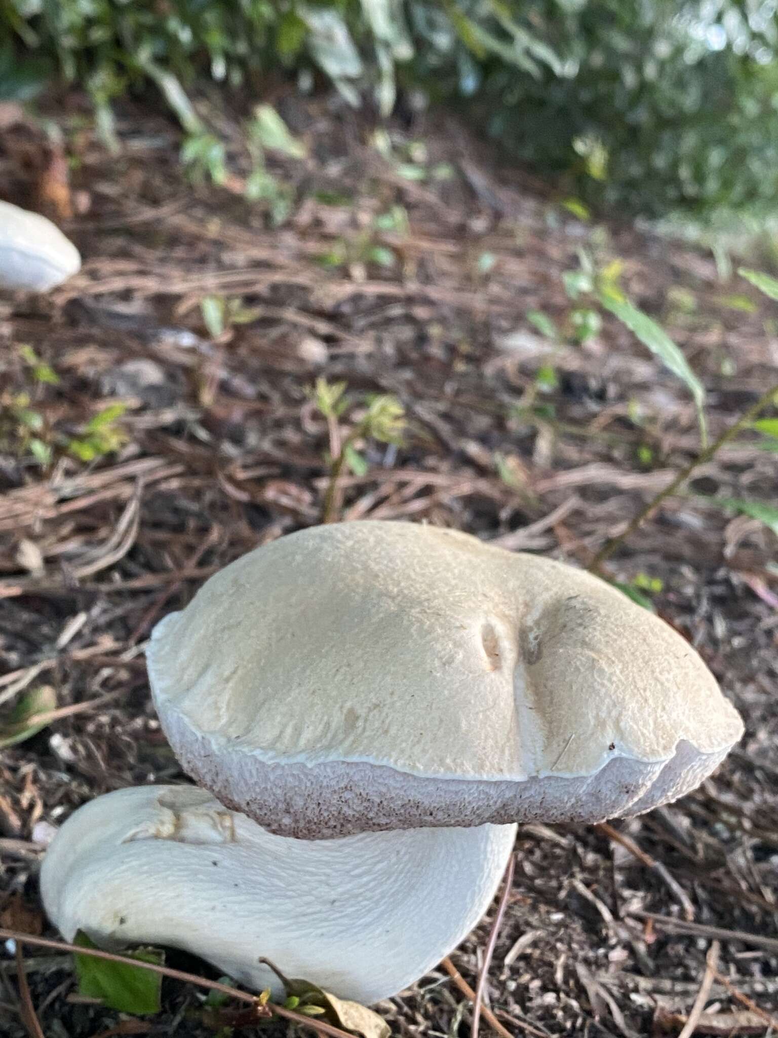 Image of Pale bitter bolete