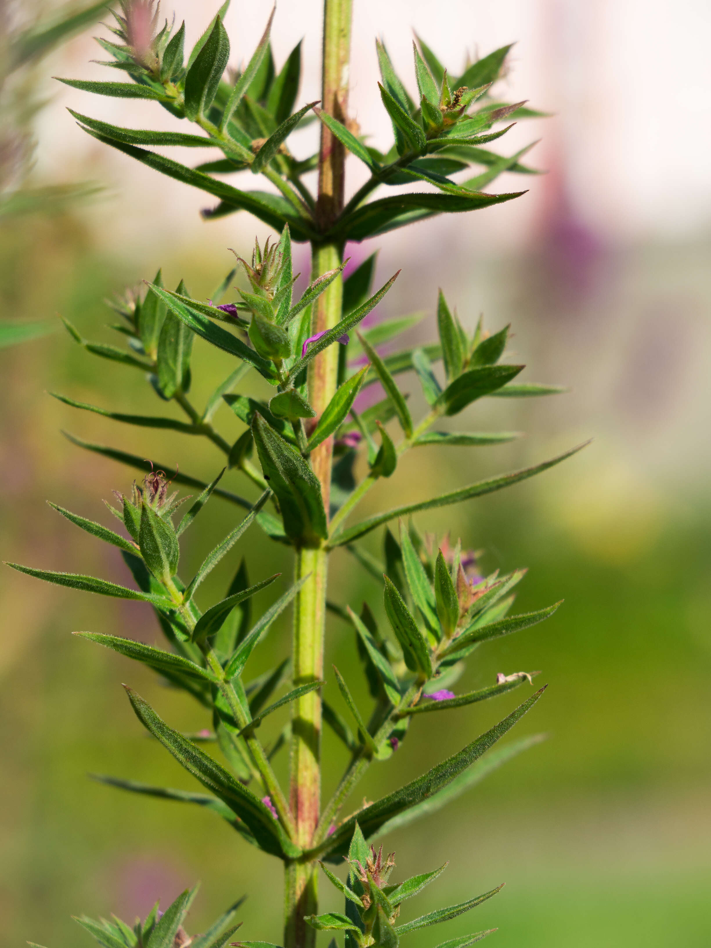 Plancia ëd Lythrum salicaria L.