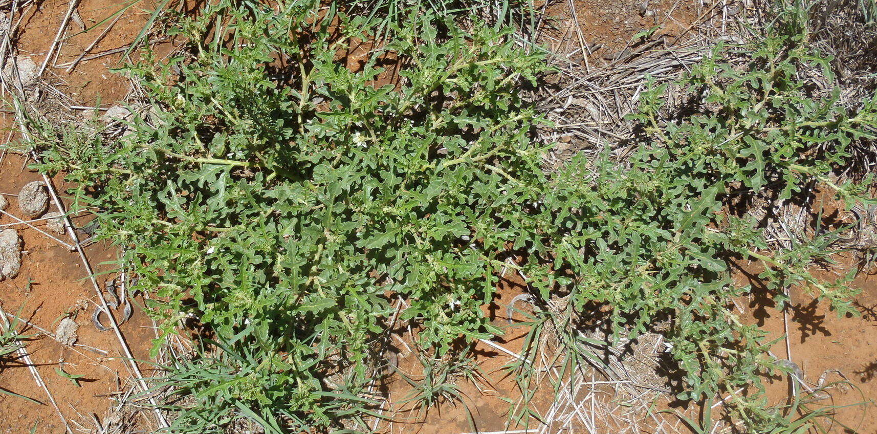 Image of <i>Solanum <i>supinum</i></i> var. supinum