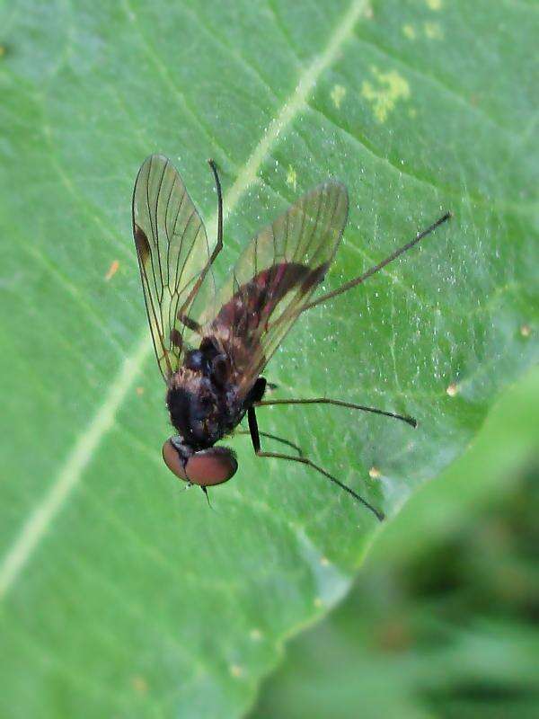 Image of Chrysopilus cristatus