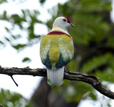 Image of Many-colored Fruit Dove