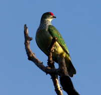 Image of Many-colored Fruit Dove