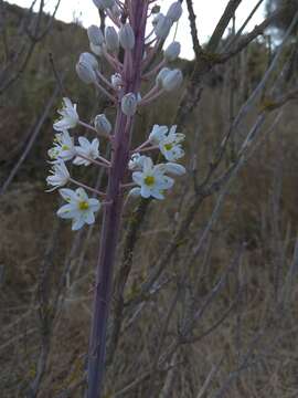 Image of Drimia numidica (Jord. & Fourr.) J. C. Manning & Goldblatt