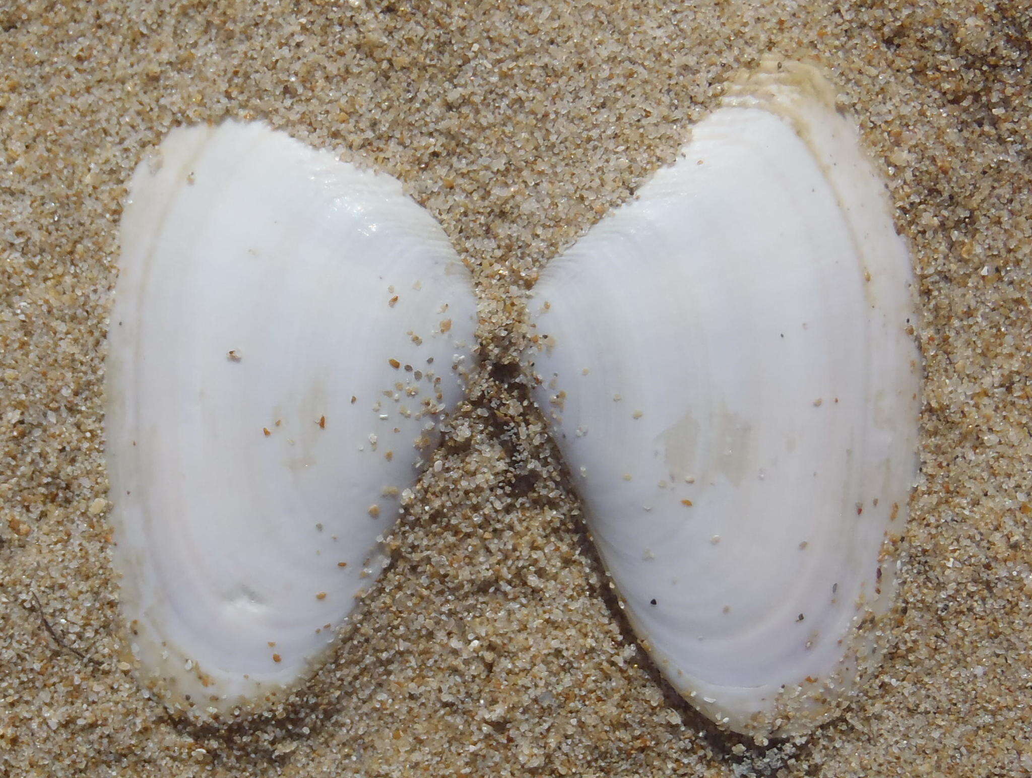 Image of giant South African wedge clam