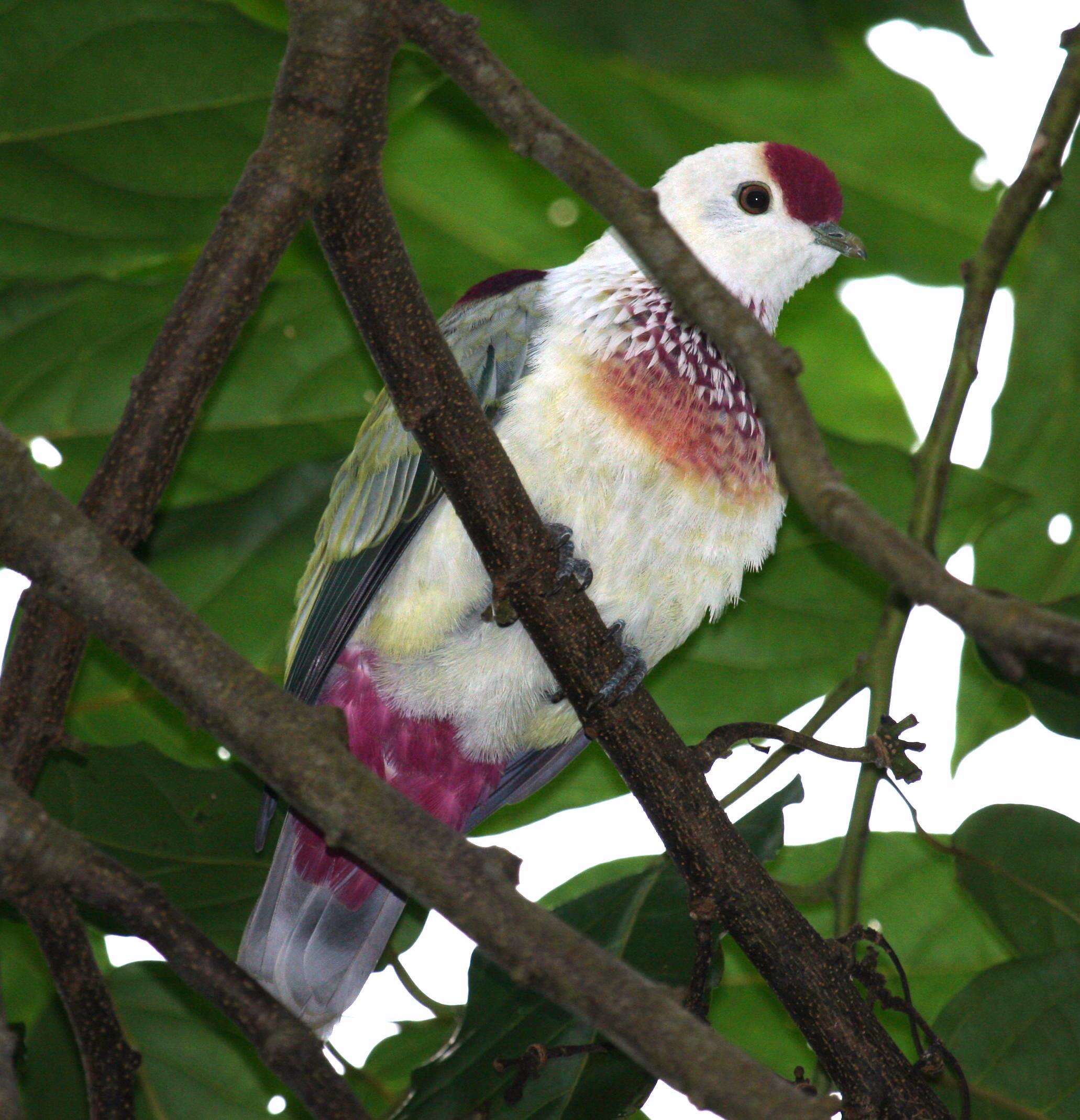 Image of Many-colored Fruit Dove