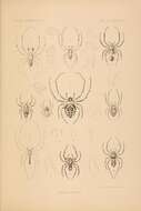 Sivun Orsonwelles torosus (Simon 1900) kuva