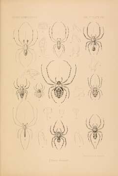 Orsonwelles torosus (Simon 1900) resmi