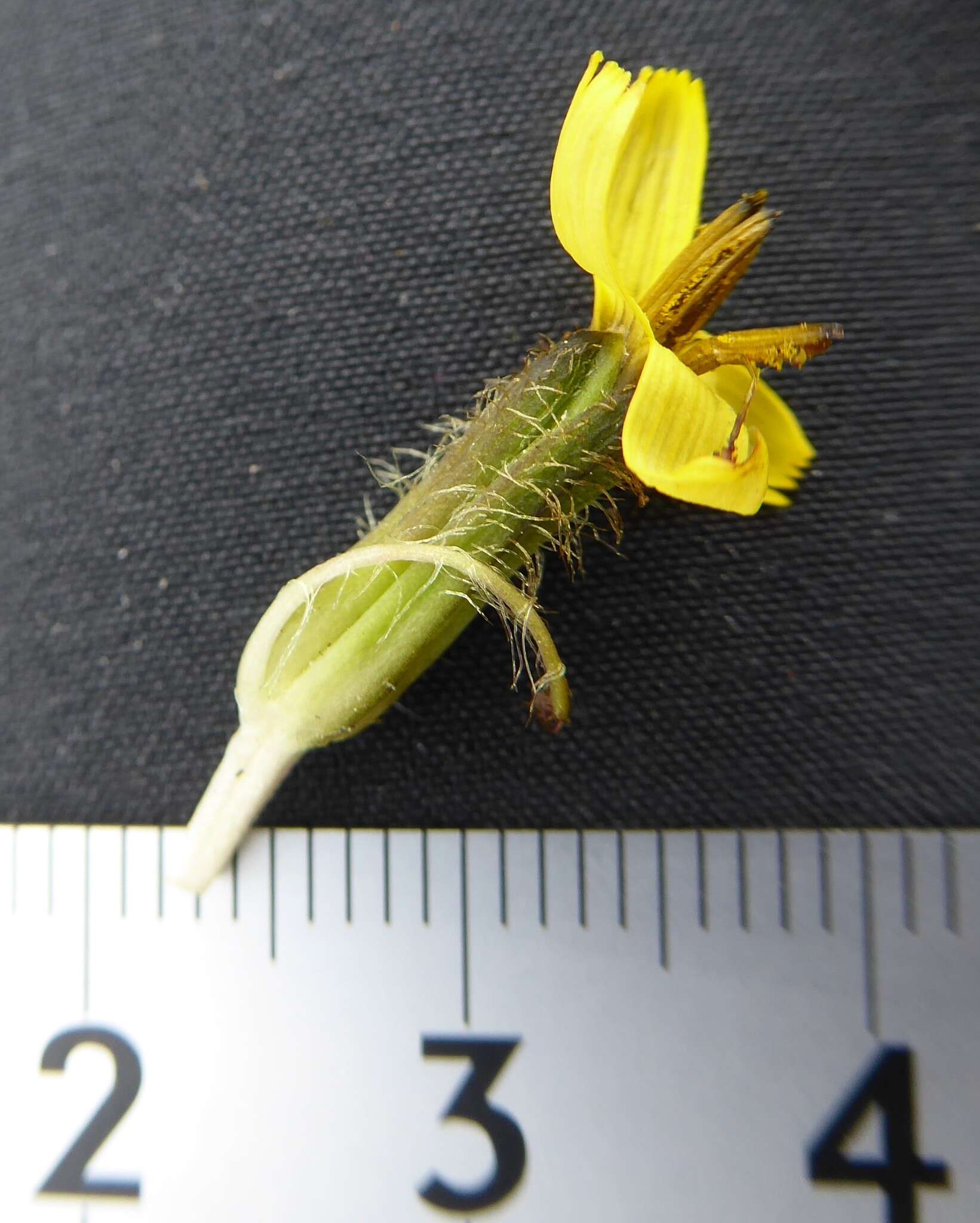 Soroseris erysimoides (Hand.-Mazz.) C. Shih的圖片