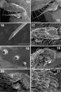 Image of Paratropis tuxtlensis Valdez-Mondragón, Mendoza & Francke 2014