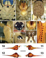 Plancia ëd Paratropis tuxtlensis Valdez-Mondragón, Mendoza & Francke 2014