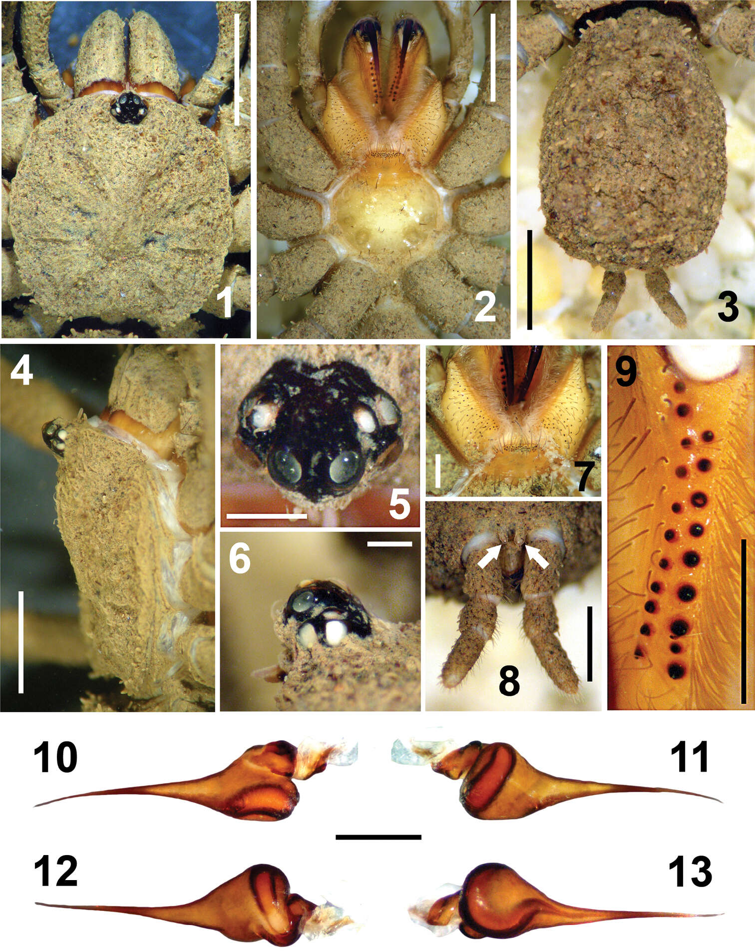 Image de Paratropis tuxtlensis Valdez-Mondragón, Mendoza & Francke 2014