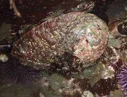 Image of red abalone