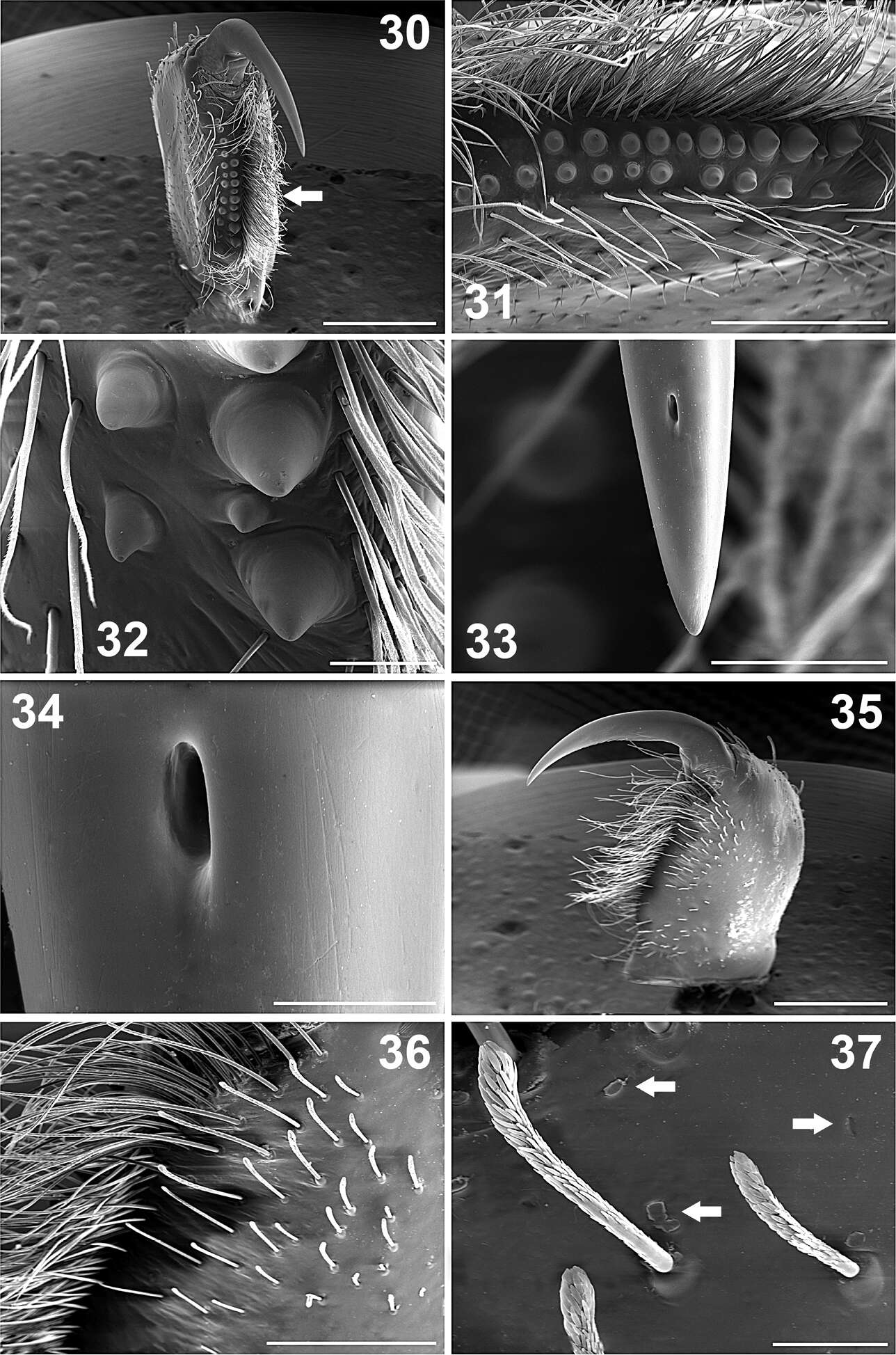 Paratropis tuxtlensis Valdez-Mondragón, Mendoza & Francke 2014 resmi