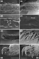 Paratropis tuxtlensis Valdez-Mondragón, Mendoza & Francke 2014 resmi