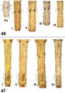 Paratropis tuxtlensis Valdez-Mondragón, Mendoza & Francke 2014 resmi